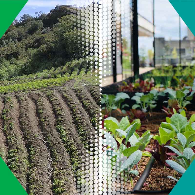 Invernadero Ean: un laboratorio para transformar la agricultura orgánica a partir del uso de la tecnología 