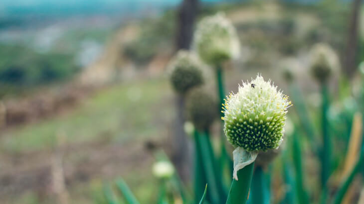 Urban Garden Emprendimiento Universidad EAN - galería 3