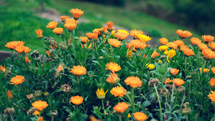 Urban Garden Emprendimiento Universidad EAN - galería 2