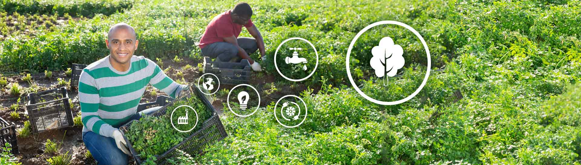 Emprendimiento rural sostenible: la fórmula para rescatar el campo colombiano